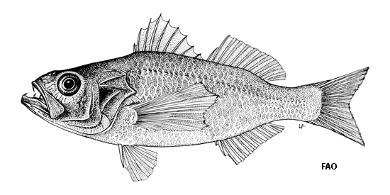 (Synagrops microlepis)