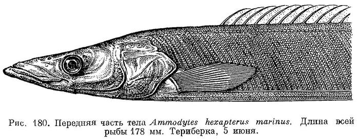 (Ammodytes marinus)