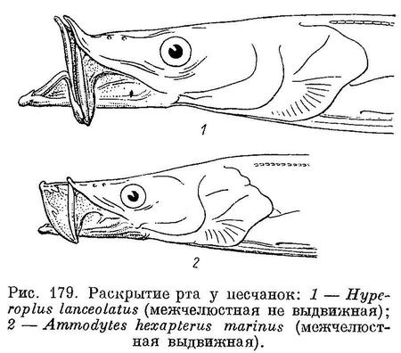 (Hyperoplus lanceolatus)