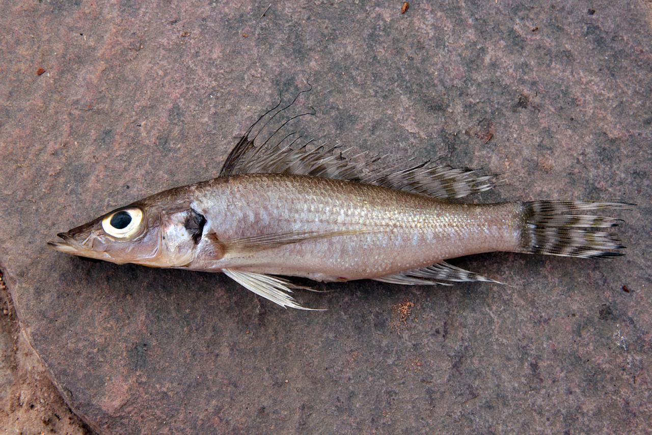 (Baileychromis centropomoides)