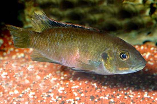 (Benitochromis nigrodorsalis)