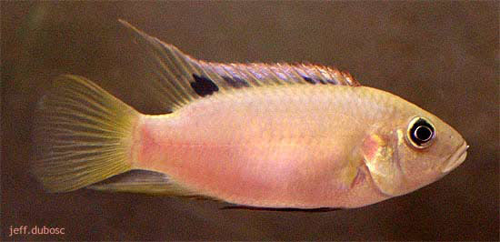 (Benitochromis riomuniensis)