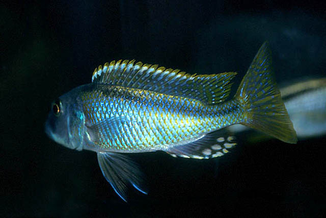 (Buccochromis lepturus)
