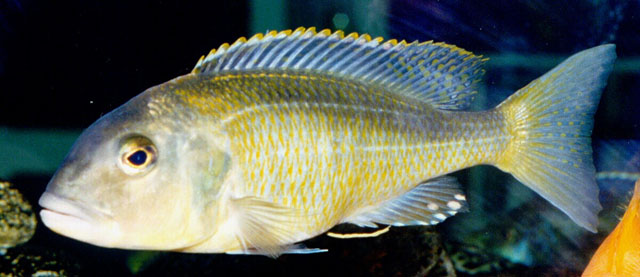 (Buccochromis nototaenia)