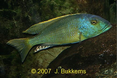(Buccochromis rhoadesii)