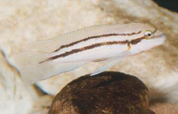 (Chalinochromis popelini)