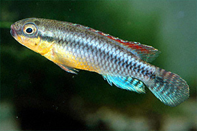 (Congochromis dimidiatus)