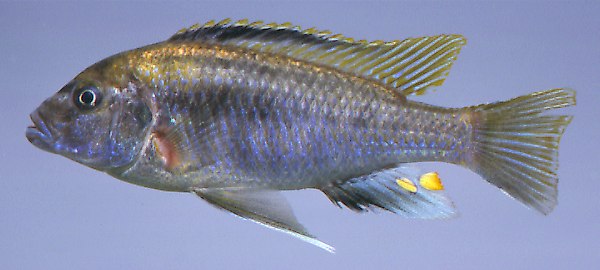 (Cyathochromis obliquidens)