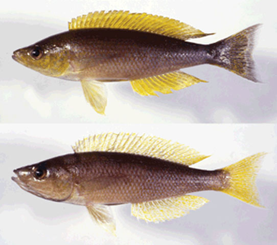 (Cyprichromis coloratus)