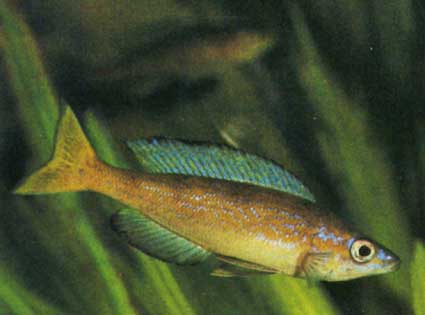 (Cyprichromis microlepidotus)