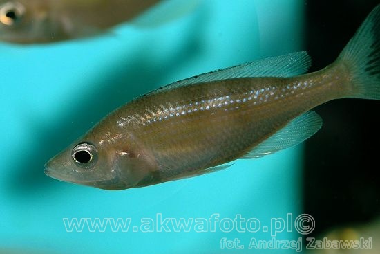 (Cyprichromis zonatus)
