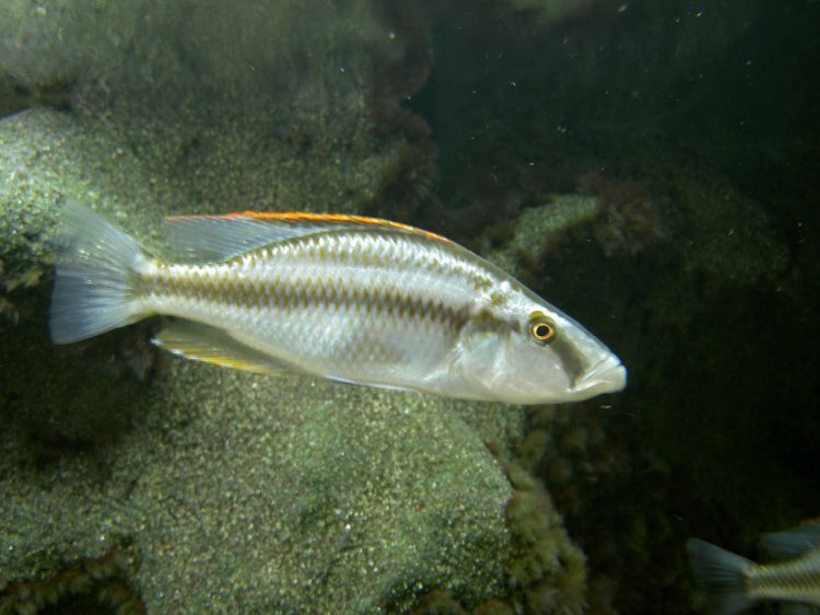 (Dimidiochromis compressiceps)
