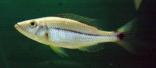 (Dimidiochromis dimidiatus)