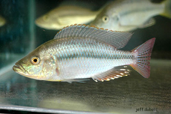 (Dimidiochromis strigatus)