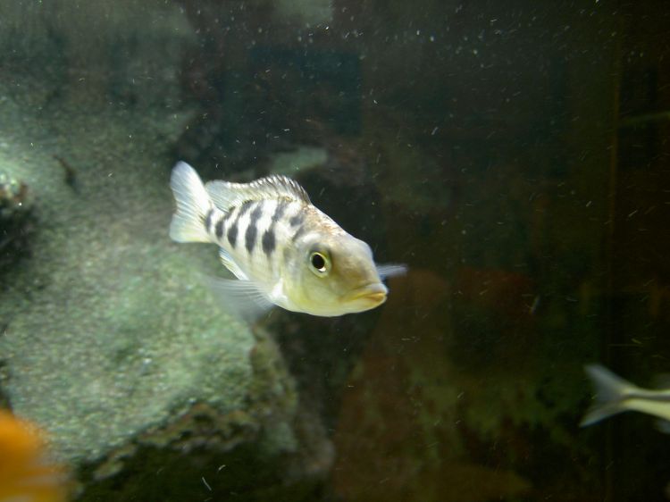 (Fossorochromis rostratus)