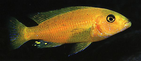 (Genyochromis mento)