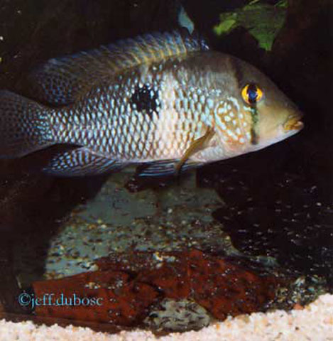 (Geophagus obscurus)