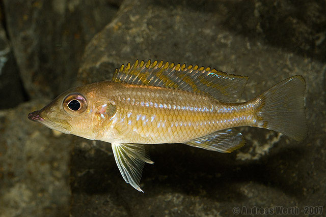 (Gnathochromis permaxillaris)