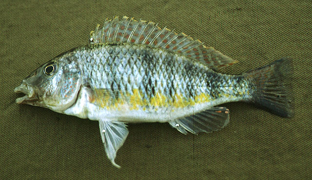 (Gnathochromis pfefferi)