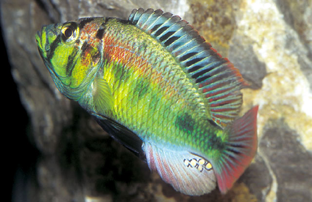 (Haplochromis aeneocolor)