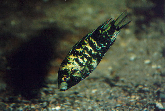 (Haplochromis barbarae)