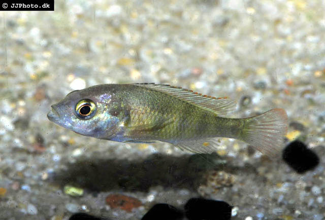 (Haplochromis brownae)