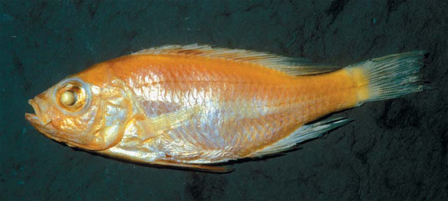 (Haplochromis eduardii)