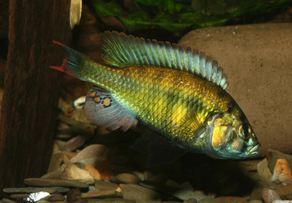 (Haplochromis erythromaculatus)