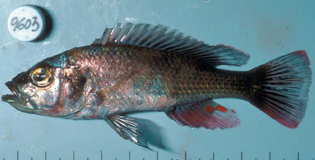 (Haplochromis exspectatus)