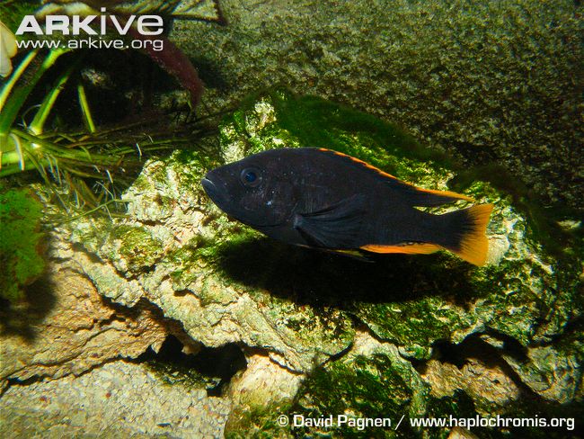 (Haplochromis igneopinnis)