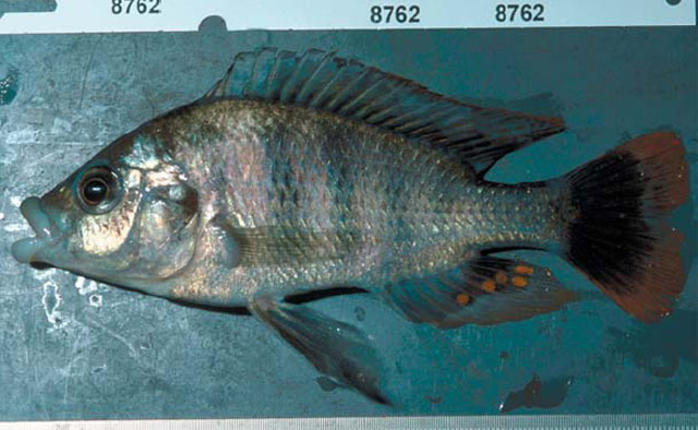 (Haplochromis labiatus)