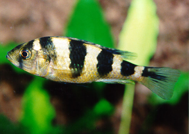 (Haplochromis latifasciatus)