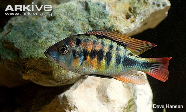 (Haplochromis luteus)