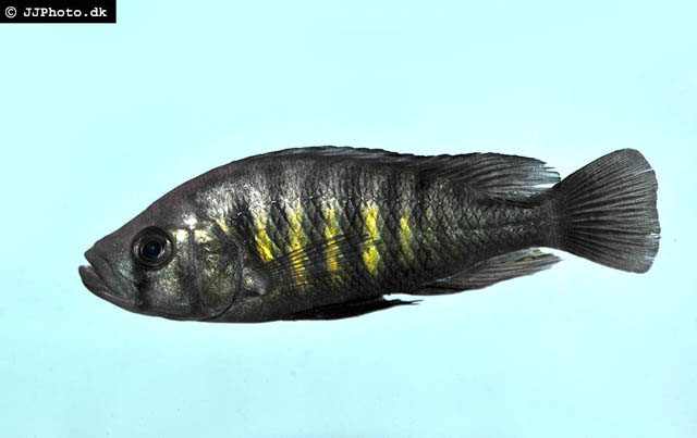 (Haplochromis melanopterus)
