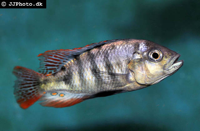 (Haplochromis nigricans)