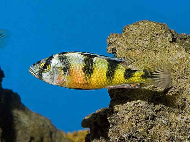 (Haplochromis obliquidens)