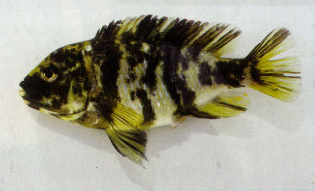 (Haplochromis omnicaeruleus)