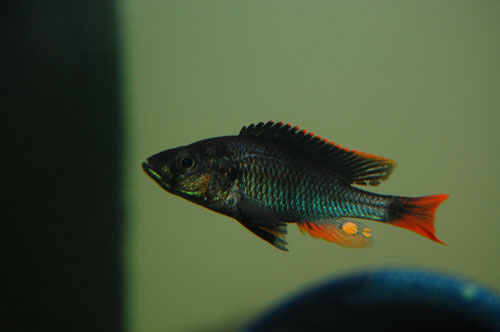 (Haplochromis piceatus)