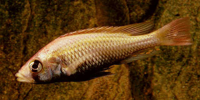 (Haplochromis pyrrhocephalus)