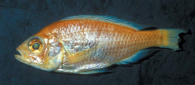 (Haplochromis vicarius)