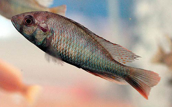 (Haplochromis xenognathus)