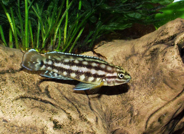 (Julidochromis marlieri)