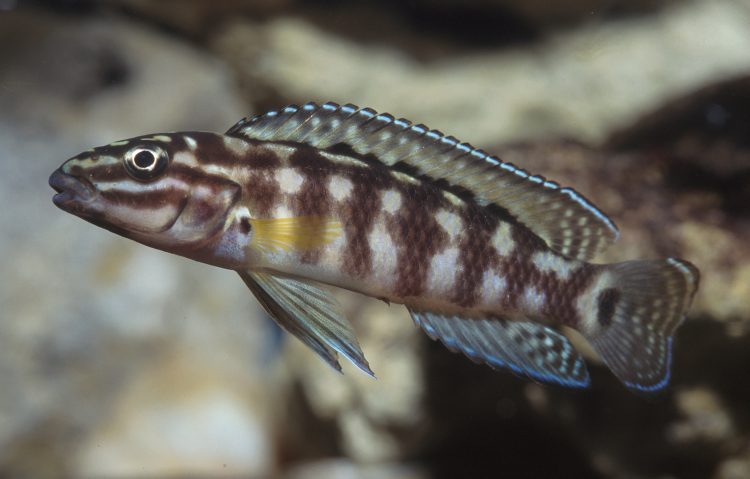 (Julidochromis transcriptus)