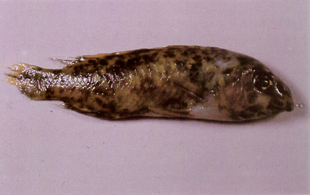(Labeotropheus fuelleborni) 94f Trypanosoma Infection disease