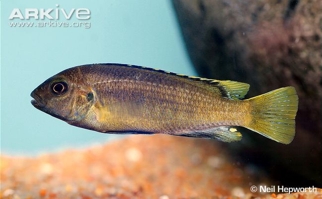 (Labidochromis heterodon)