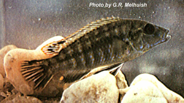 (Labidochromis shiranus)