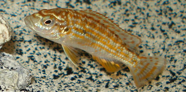 (Labidochromis textilis)