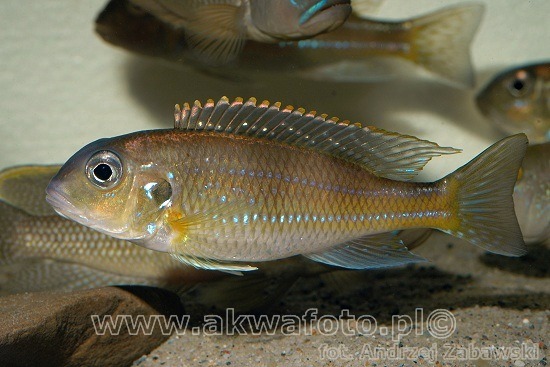 (Limnochromis auritus)