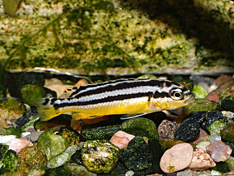 (Melanochromis auratus)
