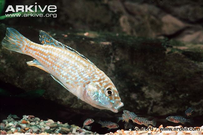 (Melanochromis joanjohnsonae)